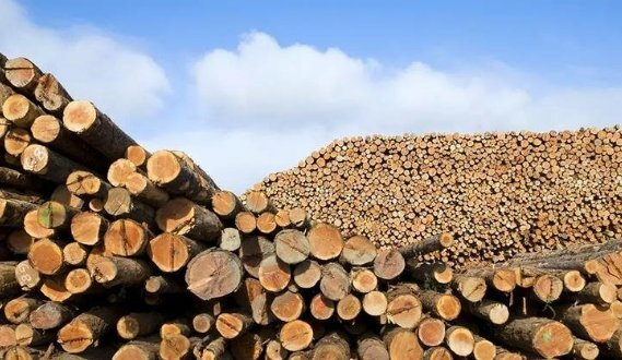 中國為世界上最大的木材進(jìn)口國 美國排名第二